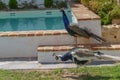 couple of peacocks walking in front of a swimming pool