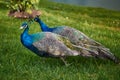 Couple of peacocks walking on the green grass at sunset