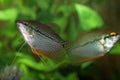 Couple Pearly gourami