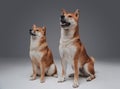Couple of pedigreed shiba inu dogs posing in studio