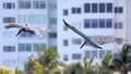 Couple of pelicans flying over the sea in Miami, fishing in the shore at surf-shore while hunting for food.