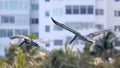 Couple of pelicans flying over the sea in Miami, fishing in the shore at surf-shore while hunting for food.