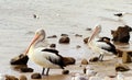 Couple of pelicans on a shore