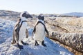 Couple of penguins in love Royalty Free Stock Photo