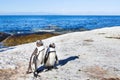 Couple of penguins in South Africa