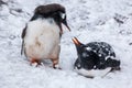 Couple Penguins talking on background the snowy plains of Antarctica.