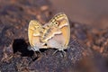 Mating couple of Coenonympha saadi , Persian heath butterfly Royalty Free Stock Photo