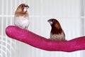 Two society finches posing on a perch Royalty Free Stock Photo