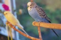 Couple pet budgie sitting on a perch Royalty Free Stock Photo