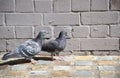 The couple pigeon birds walking on a brick pavement with grey wall at the background.