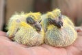 Couple Pigeon nestlings baby cheeper sitting on hand