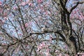 Couple pigeons beautiful group of pink flowers Royalty Free Stock Photo