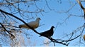 Couple of pigeons on a branch - black and white Royalty Free Stock Photo