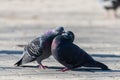 Couple of pigeons on the city street Royalty Free Stock Photo