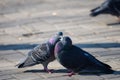 Couple of pigeons on the city street Royalty Free Stock Photo