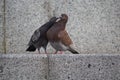 Couple of pigeons on the city street Royalty Free Stock Photo