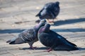 Couple of pigeons on the city street Royalty Free Stock Photo