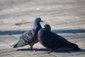 Couple of pigeons on the city street Royalty Free Stock Photo