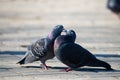Couple of pigeons on the city street Royalty Free Stock Photo