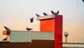 Couple of Pigeons or Columba livia flying on the buildings. Feral pigeon on roof of building in school on sky background