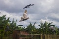 Couple pigeons flying around together in the fields.