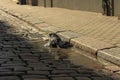 Couple of pigeons that have a bath in a puddle. Loving pigeons at the city street Royalty Free Stock Photo