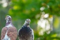 A couple of pigeons inverse facing each other