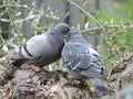 A couple of pigeons in love. Valentine postcard. Bird kiss.