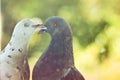 Couple of pigeons in love. Royalty Free Stock Photo