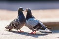 Couple of pigeons Royalty Free Stock Photo