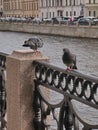 A couple of pigeons on the railing of the fence of the Moyka river Royalty Free Stock Photo