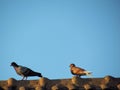 Couple pigeons stand on the roof in light of the evening sun