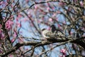 Couple pigeons on tree of pink flowers