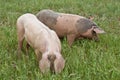 A couple of pigs Royalty Free Stock Photo