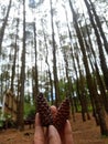 A couple of pine fruits