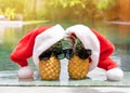 Couple pineapples on winter holidays Royalty Free Stock Photo