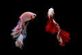 Couple of pink blue and metallic white red  betta fish, Siamese fighting fish was isolated on black background with action of Royalty Free Stock Photo