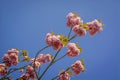 A Couple of pink cherry blossoms in front of dark blue sky