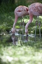 Couple of Pink Flamingo birds