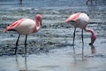 A couple of pink flamingos feed themselves on the surface of salina lake - Laguna Hedionda Royalty Free Stock Photo