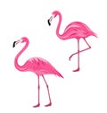 Couple Pink Flamingos Isolated on White Background