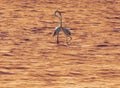 A couple of pink flamingos in sunset shine Royalty Free Stock Photo