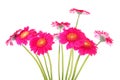 Couple of pink Gerber flowers Royalty Free Stock Photo