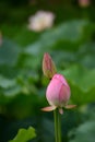 Couple Pink Lily Lotus shy