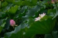 Couple Pink Lily Lotus shy