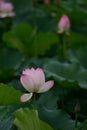 Couple Pink Lily Lotus rain drops