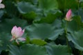 Couple Pink Lily Lotus rain drops