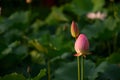 Couple Pink Lily Lotus sunshine