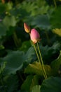 Couple Pink Lily Lotus sunshine