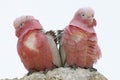 Couple of Pink Parrots in the wind Royalty Free Stock Photo